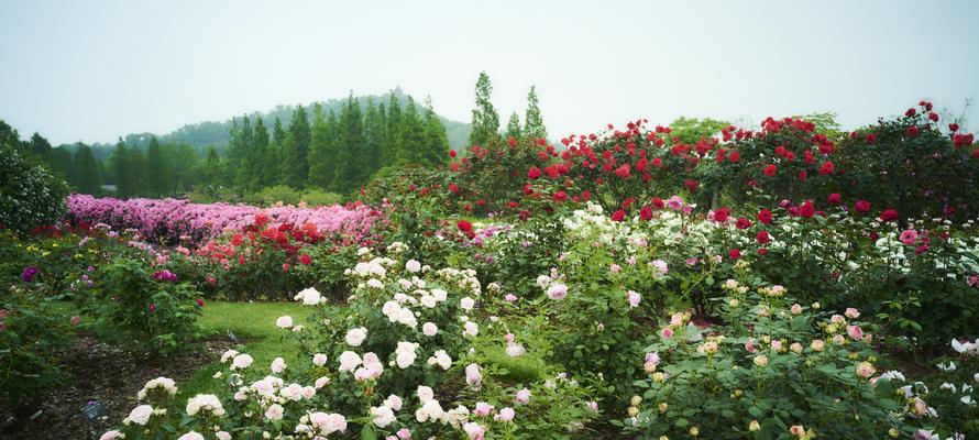 春日百花齐放（一位花农的故事）