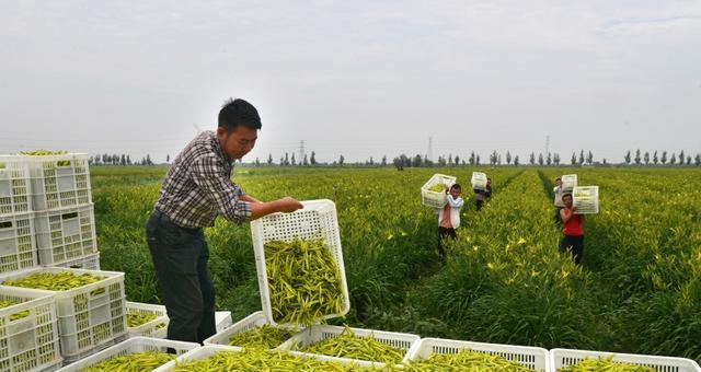 勤奋的耕耘者——一个农民的故事（辛勤耕耘、坚守本心、热爱土地）