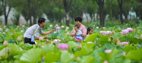 荷花香（沉香浸润人生路）