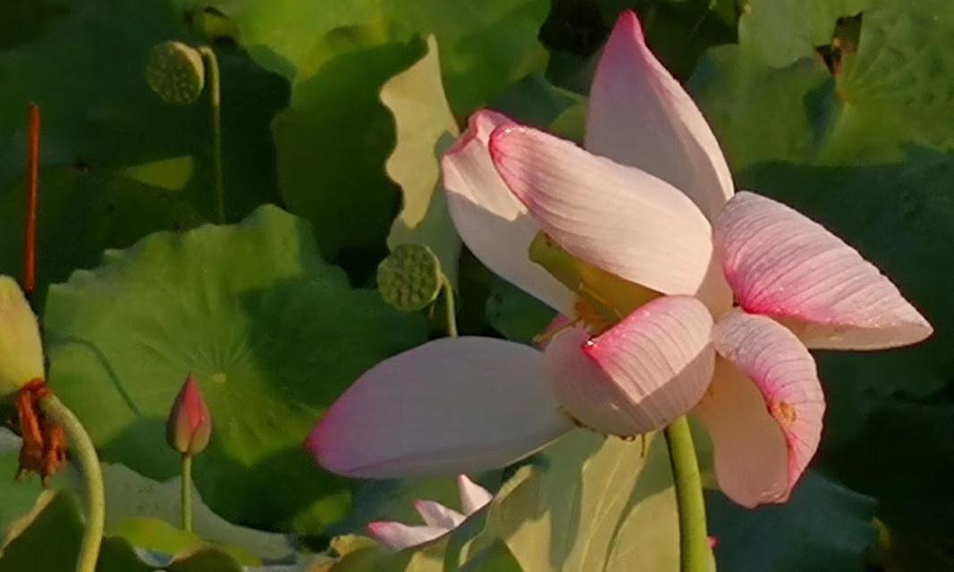 感恩青春的花朵（那朵芬芳的玫瑰）