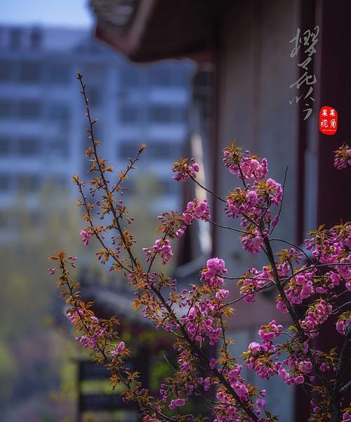 温暖花开（一场意外的邂逅）