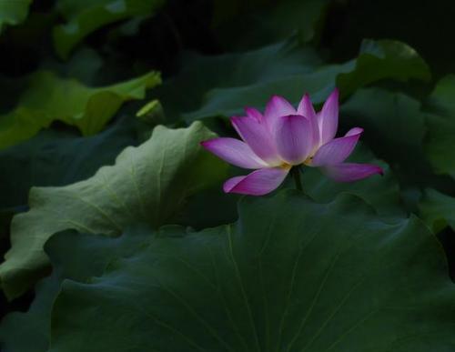 莲花开放的时刻（一朵莲花的成长历程）