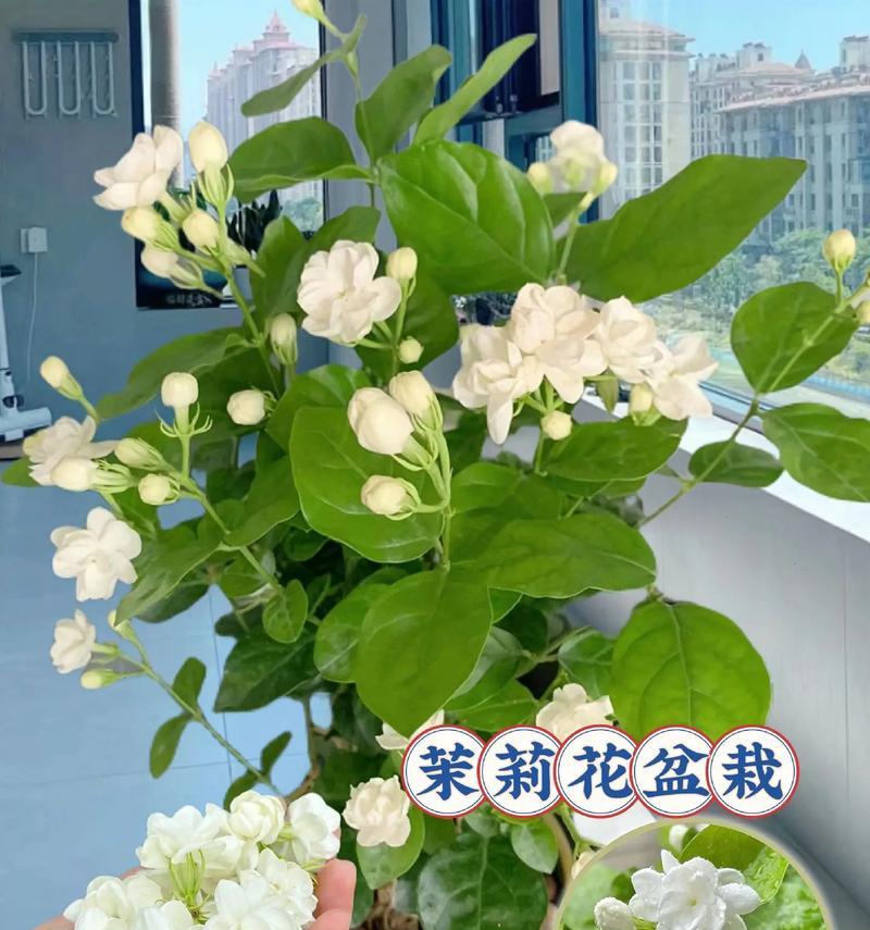 生命之花——以焕发生机中成长（一个女孩从迷茫到自信的成长故事）