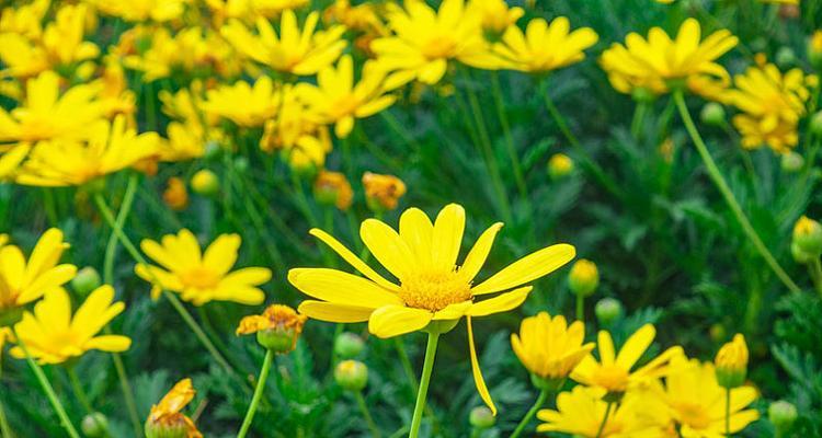 花开盛世——春天里的花朵