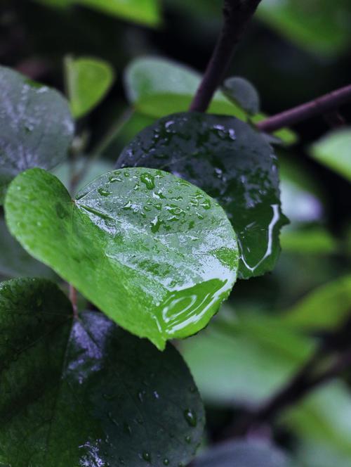 雨声中的相遇（那个夜晚，我和他在雨声中相遇了）