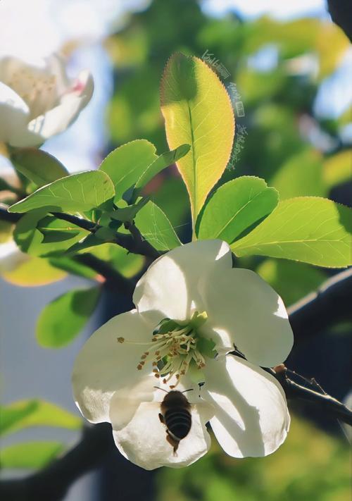 收下春天的礼物