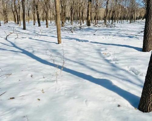 冬天的温暖（一场雪，一段感情）