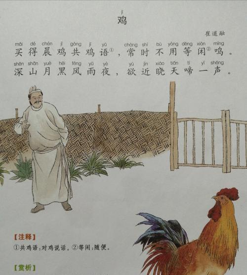 小鸡的成长（从孵化到成熟，一只小鸡的奋斗历程）