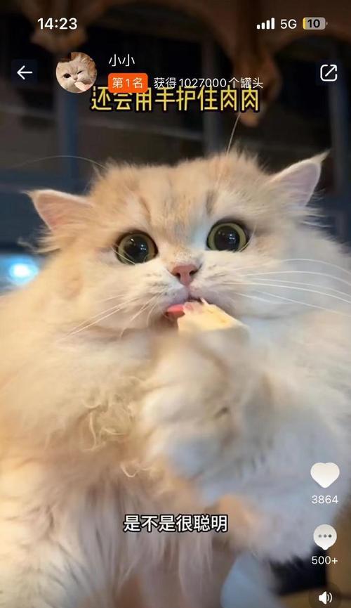 一只小猫咪的成长历程（一只小猫咪的成长历程）