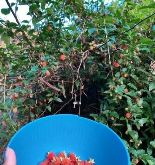 那些美好的回忆（那些美好的回忆）