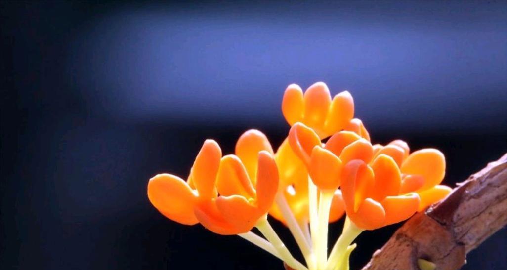 花舞琳——一场属于花的盛宴