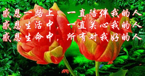 《感恩之花》（怀着感恩，懂得珍惜）