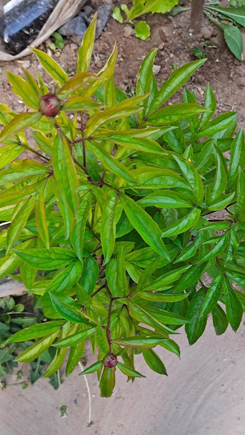 春日暖阳（人间有爱）