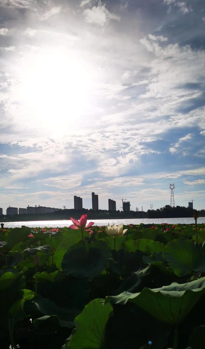 家乡荷塘（荷塘湖畔那些年的回忆）