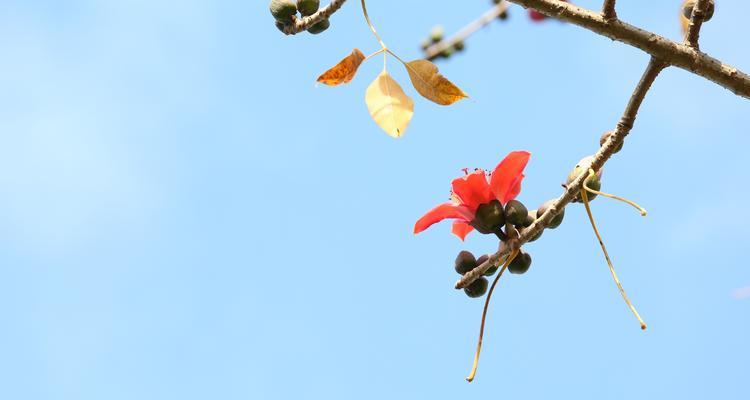 春日暖阳（阳光温暖人心）
