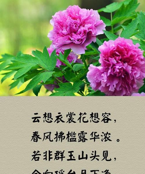 花开的季节