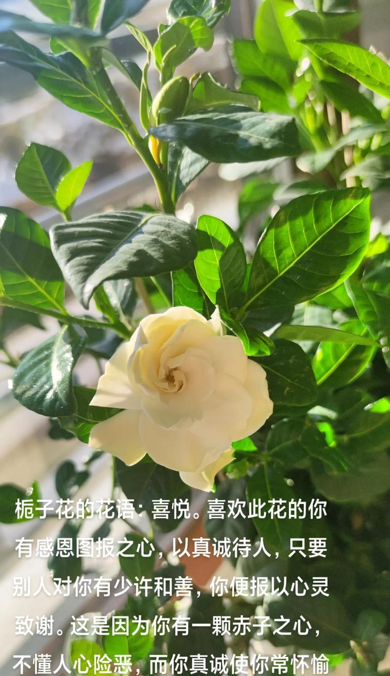感恩之心
