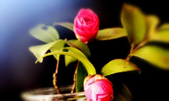 我心中的芬芳