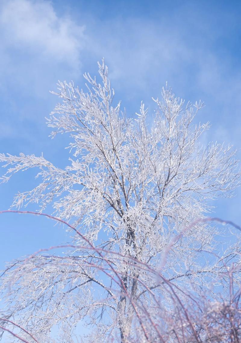 白色的世界（一个人在雪中的故事）