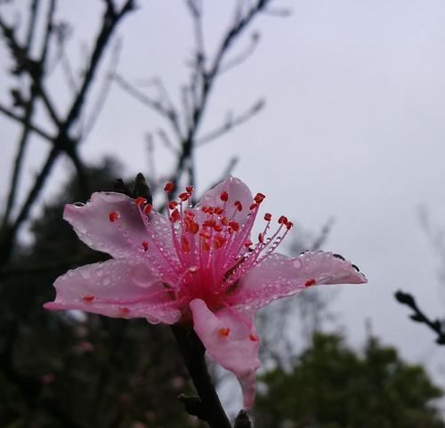 春天里的思念