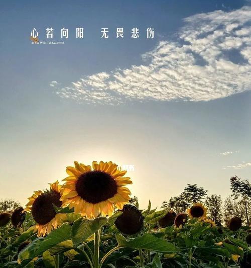 阳光心态（以心若向阳何惧忧伤）