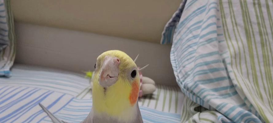 小鸡新生记（勇敢、坚强、真实）