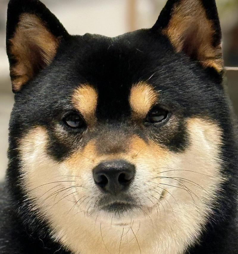智慧狗狗