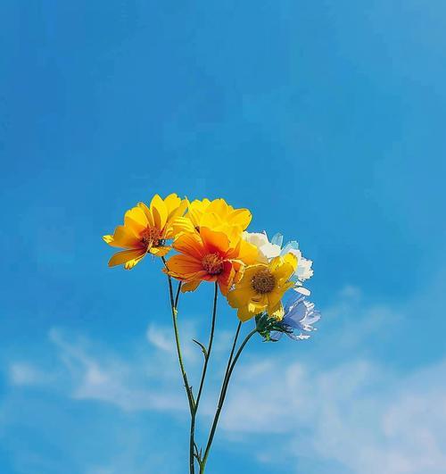 绚烂的花朵（探寻花海的秘密）