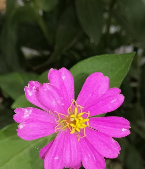 春日漫步（走着走着花就开了）