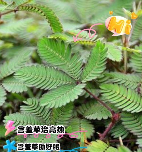 含羞草的故事（羞涩的外表下，蕴藏着坚强和勇气）