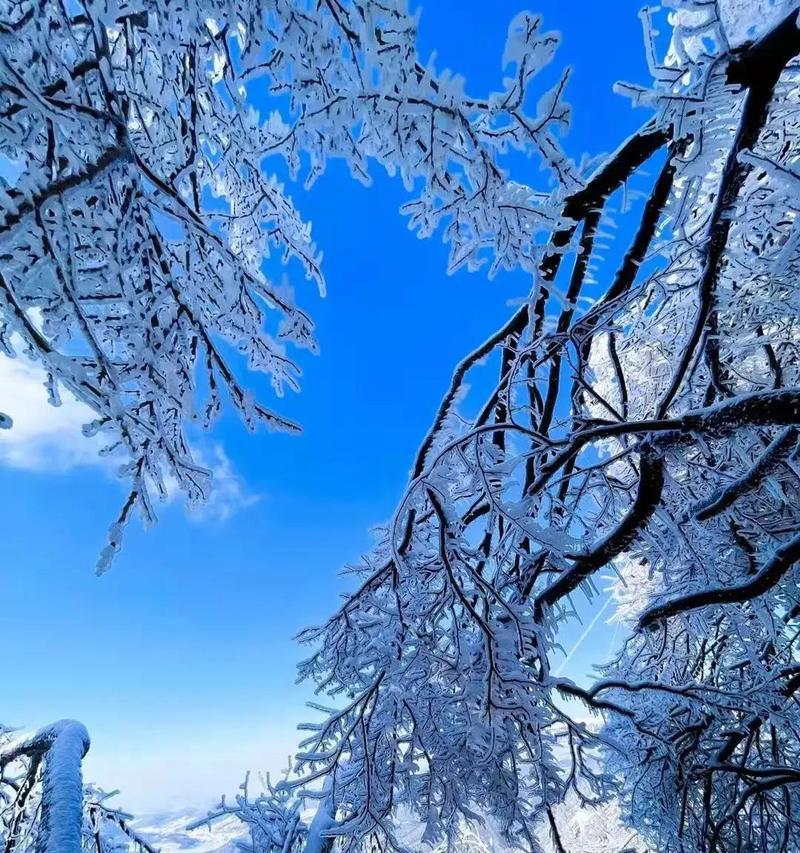 白雪茫茫（雪中寻宝）